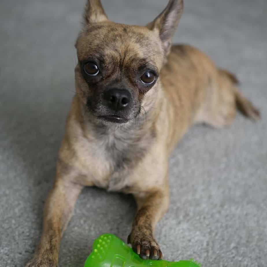 Chihuahua pug