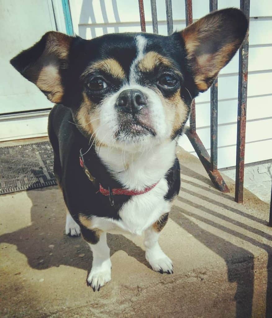 Pug crossed with Chihuahua