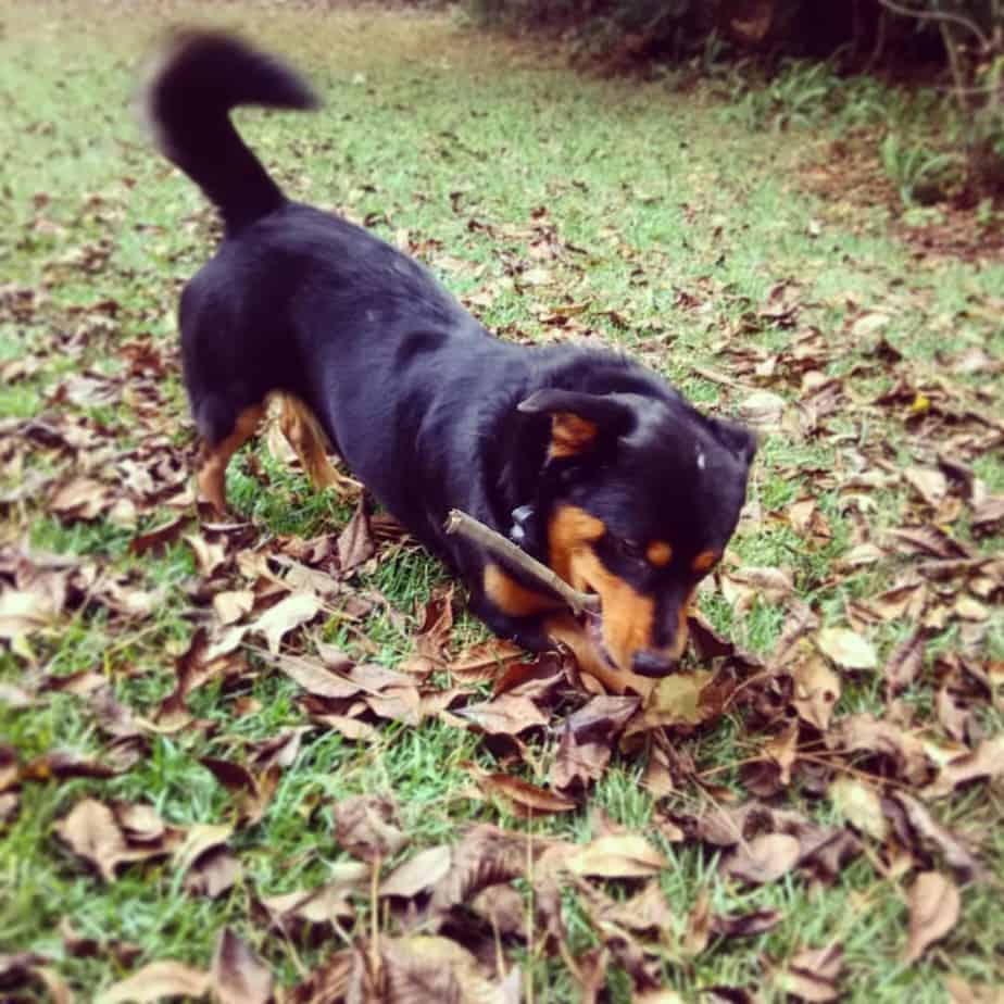 Corgi mixed with rottweiler