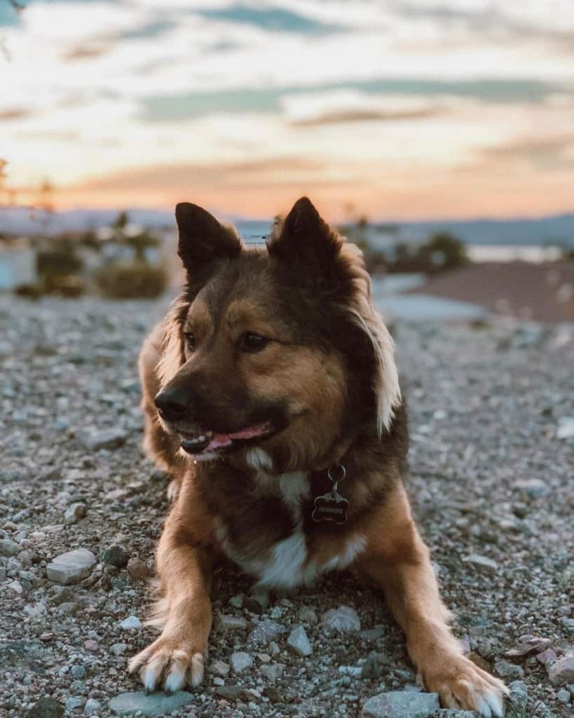 Border Collie German Shepherd