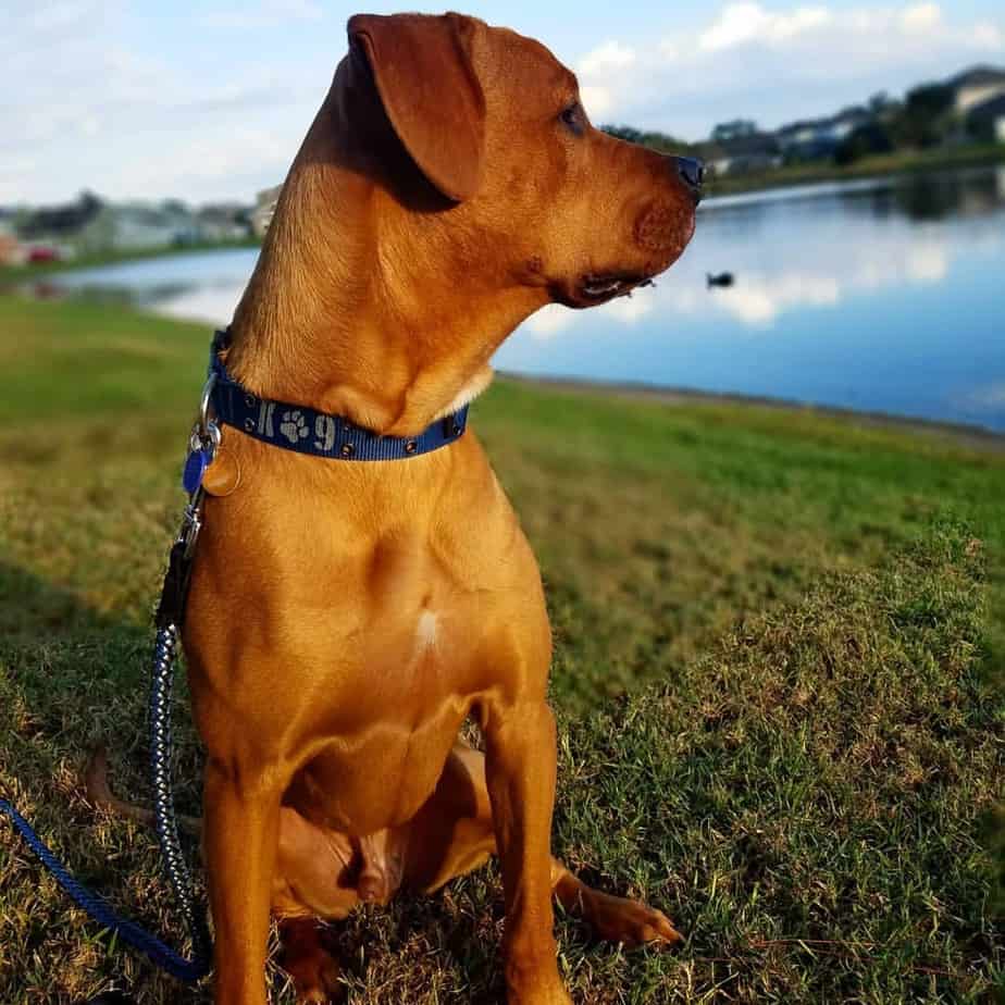 Mastiff and lab mix cheap