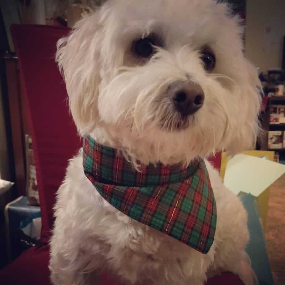 Terrier Maltese mix