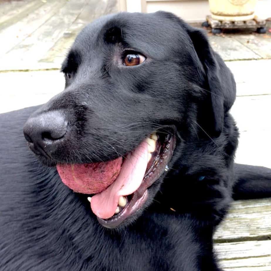 Golden retriever lab mix reviewed