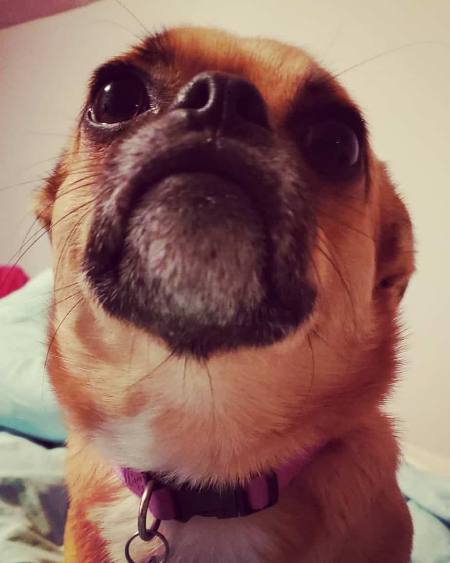 Pug corgi mix