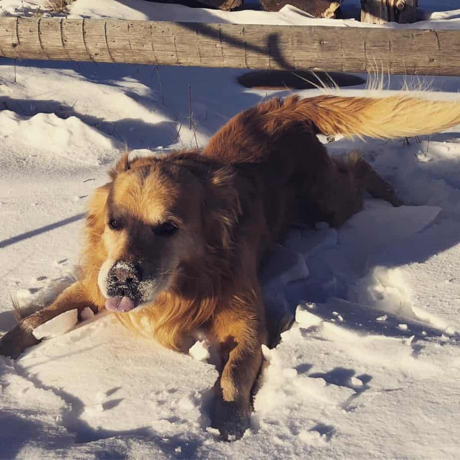 Golden retriever husky mix reviewed