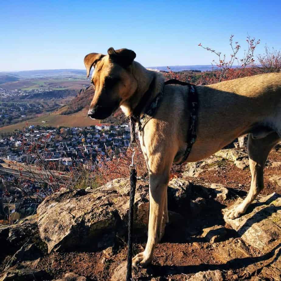 Labrador rhodesian ridgeback mix facts