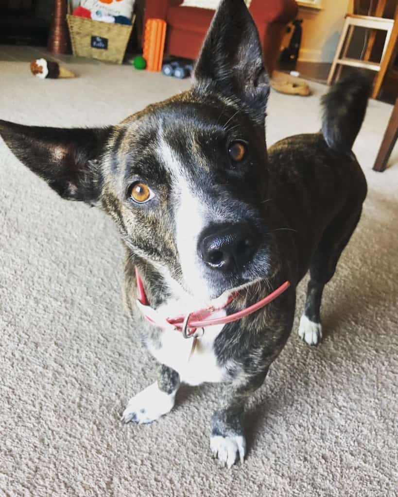 Corgi pitbull mix facts