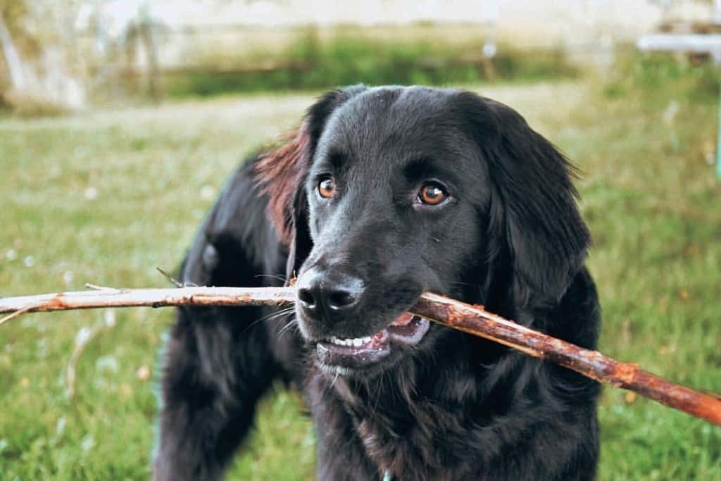 Golden retriever crossed with border collie