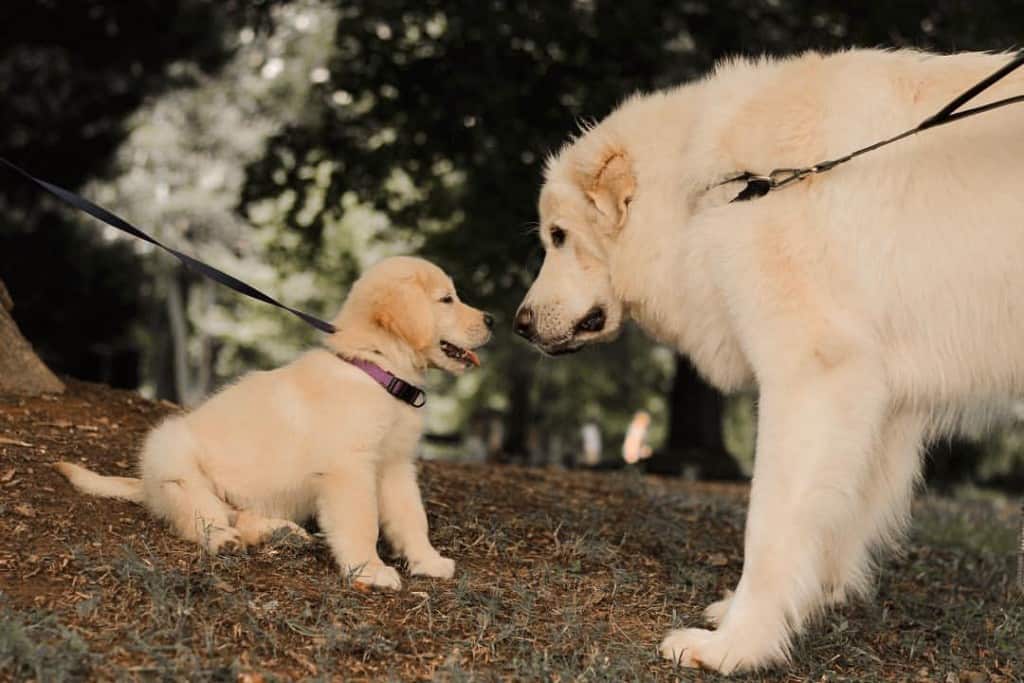 Great pyrenees golden retriever mix review