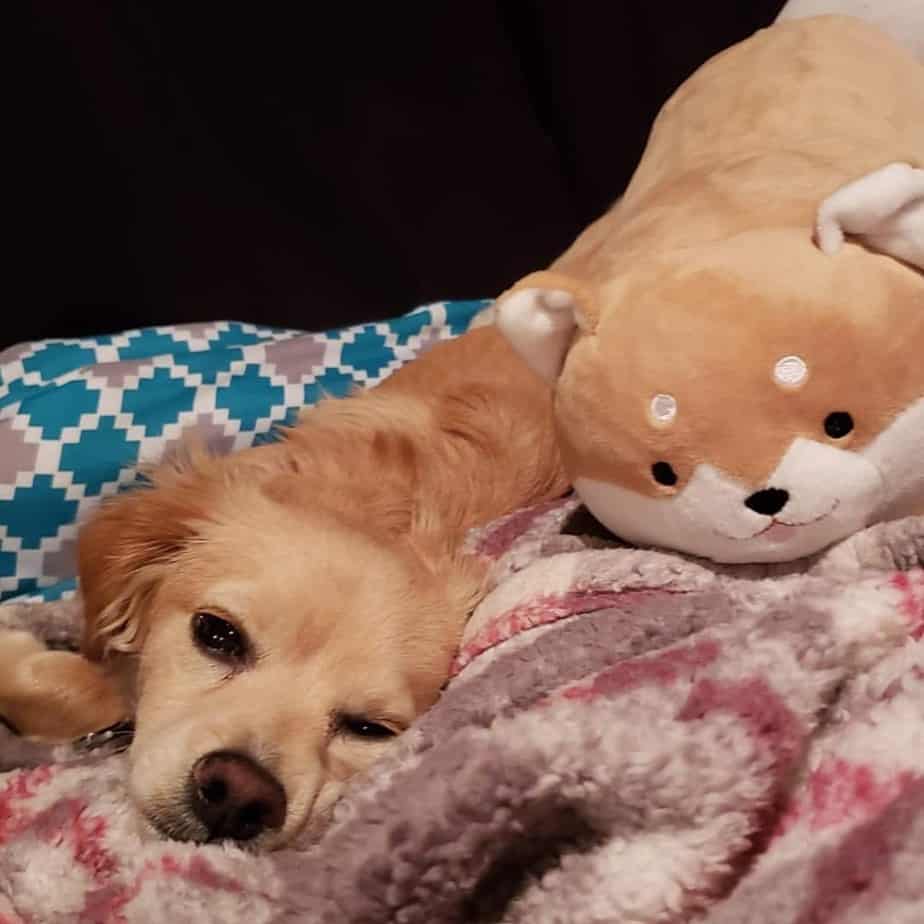 Golden retriever crossed with dachshund