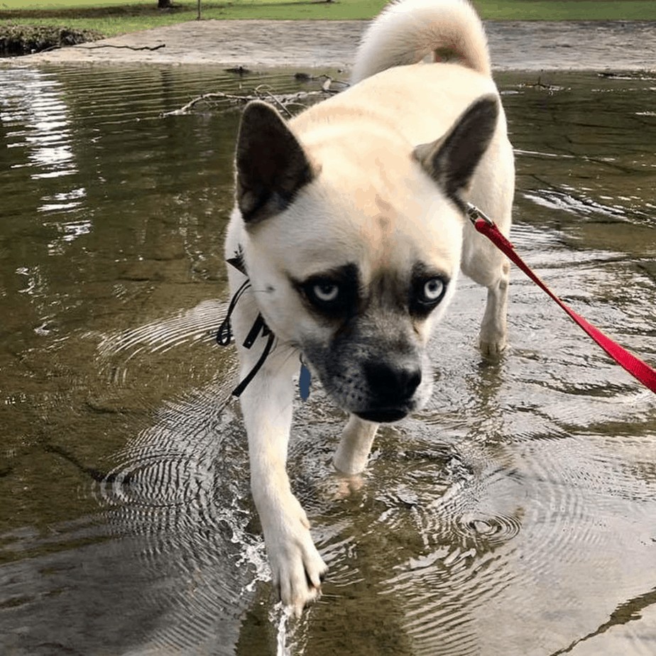 Husky Pomeranian mix