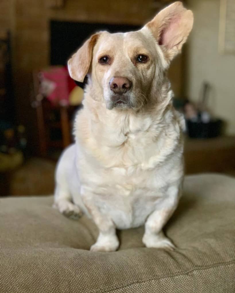 Corgi labrador mix facts