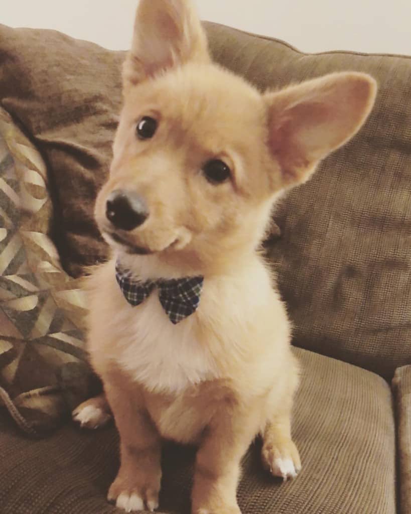 Pomeranian corgi mix facts