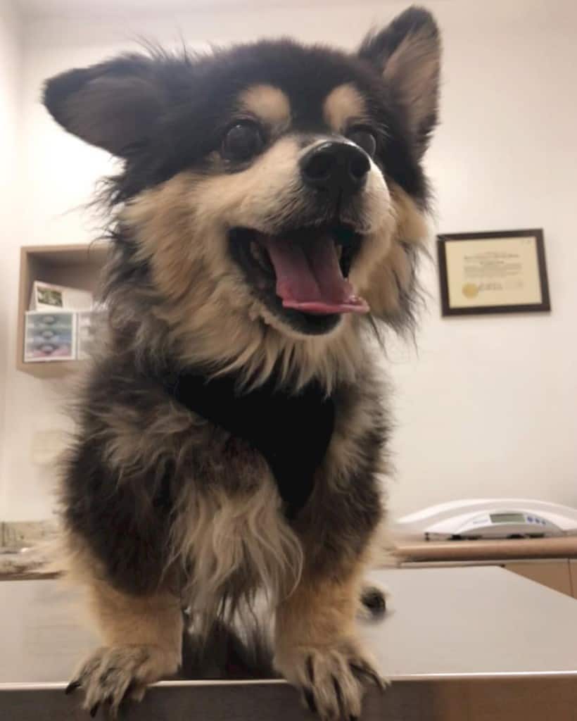 Pomeranian corgi mix facts