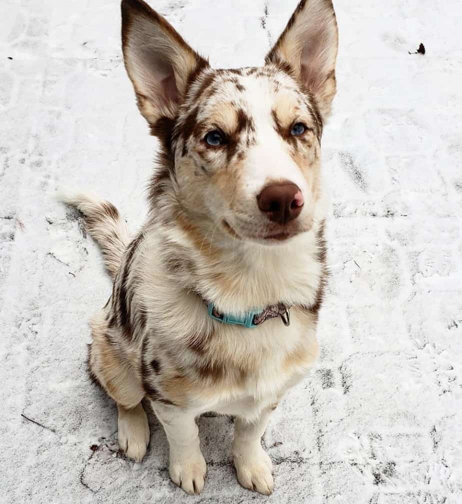 En skønne dag hugge Rynke panden Husky Australian Shepherd Mix Facts