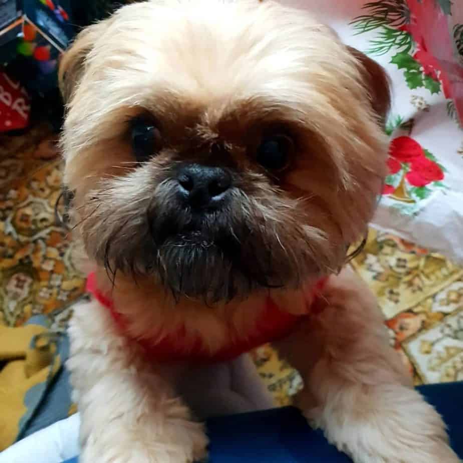 Pug mixed with Shih Tzu 