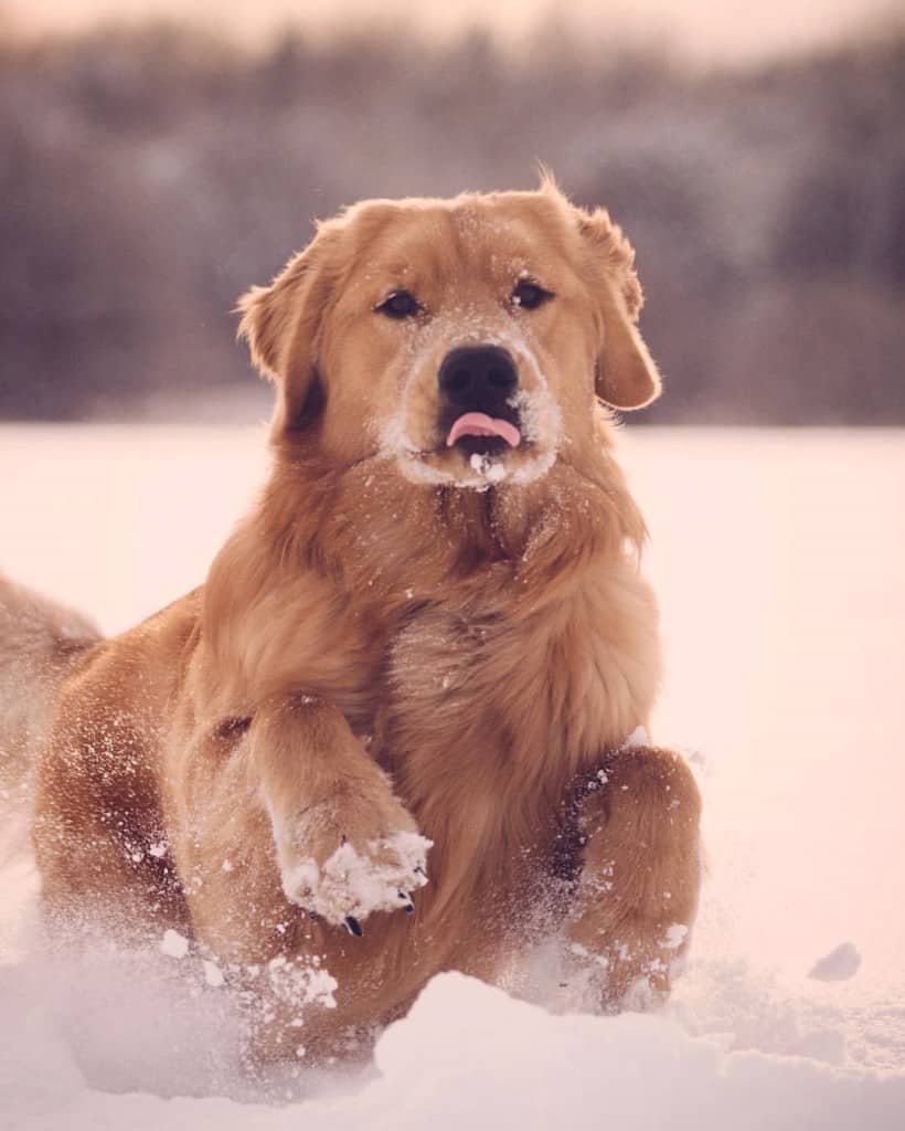 Golden retriever lab mix reviewed