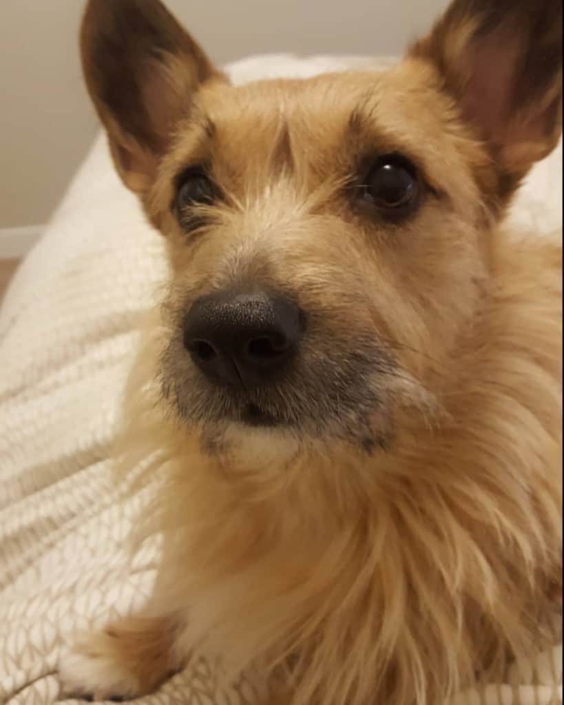 Terrier Mix Facts Alpha Paw
