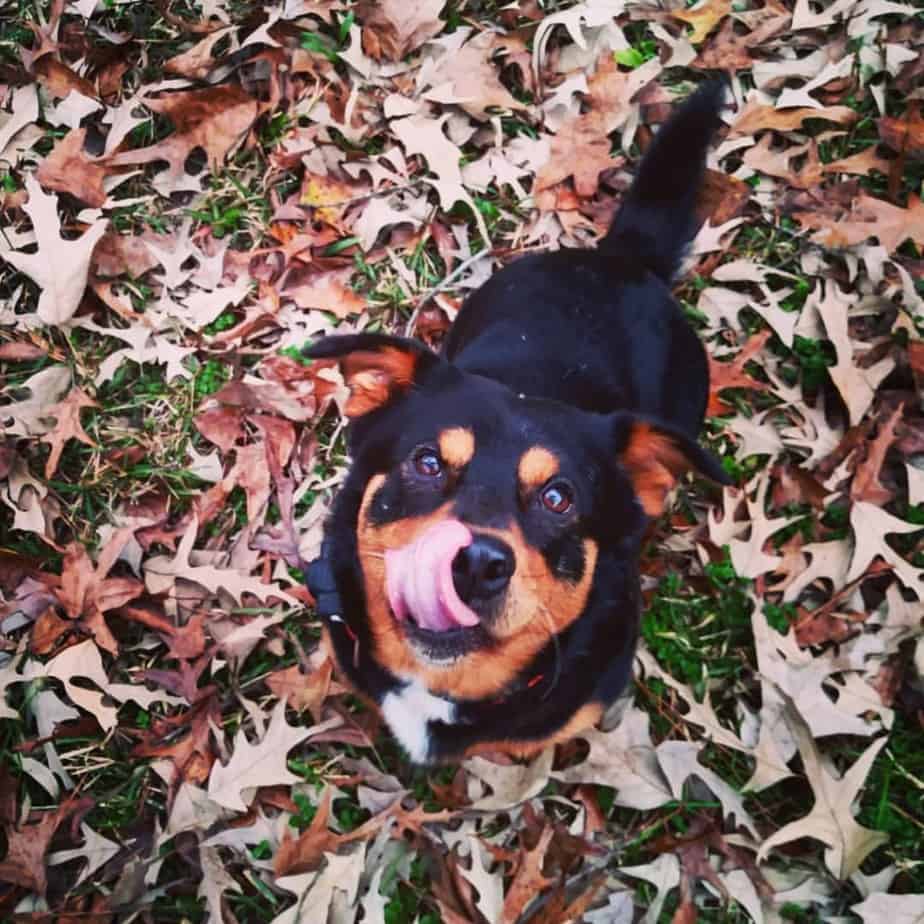 Rottweiler crossed with Corgi