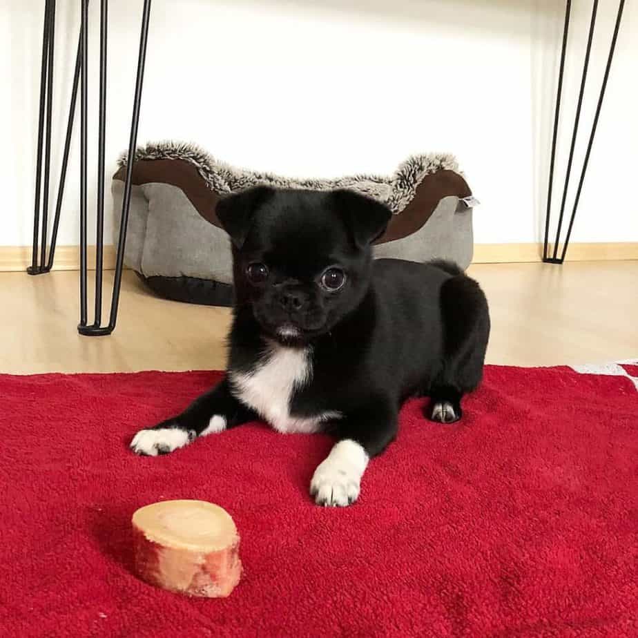 Pomeranian and Pug mix