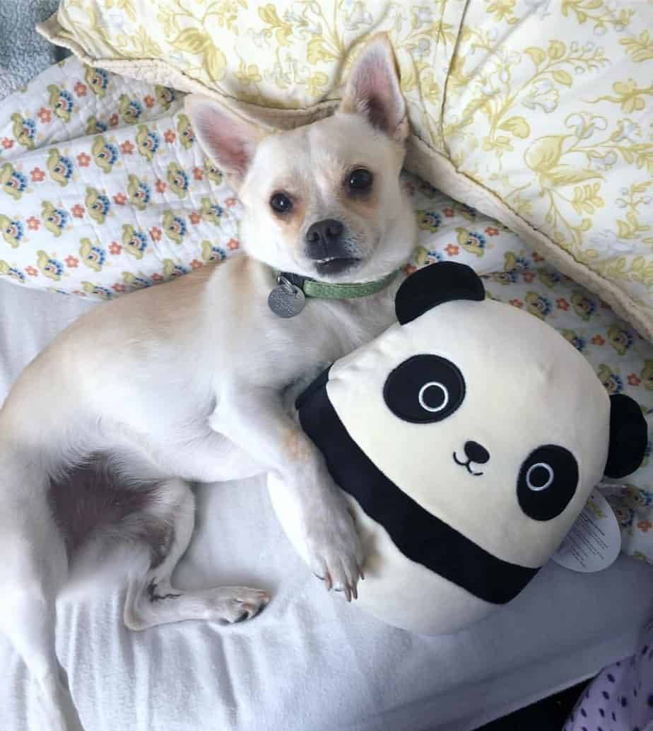 Corgi pug hot sale