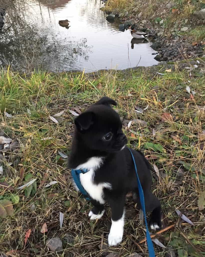 Pug and pomeranian mix