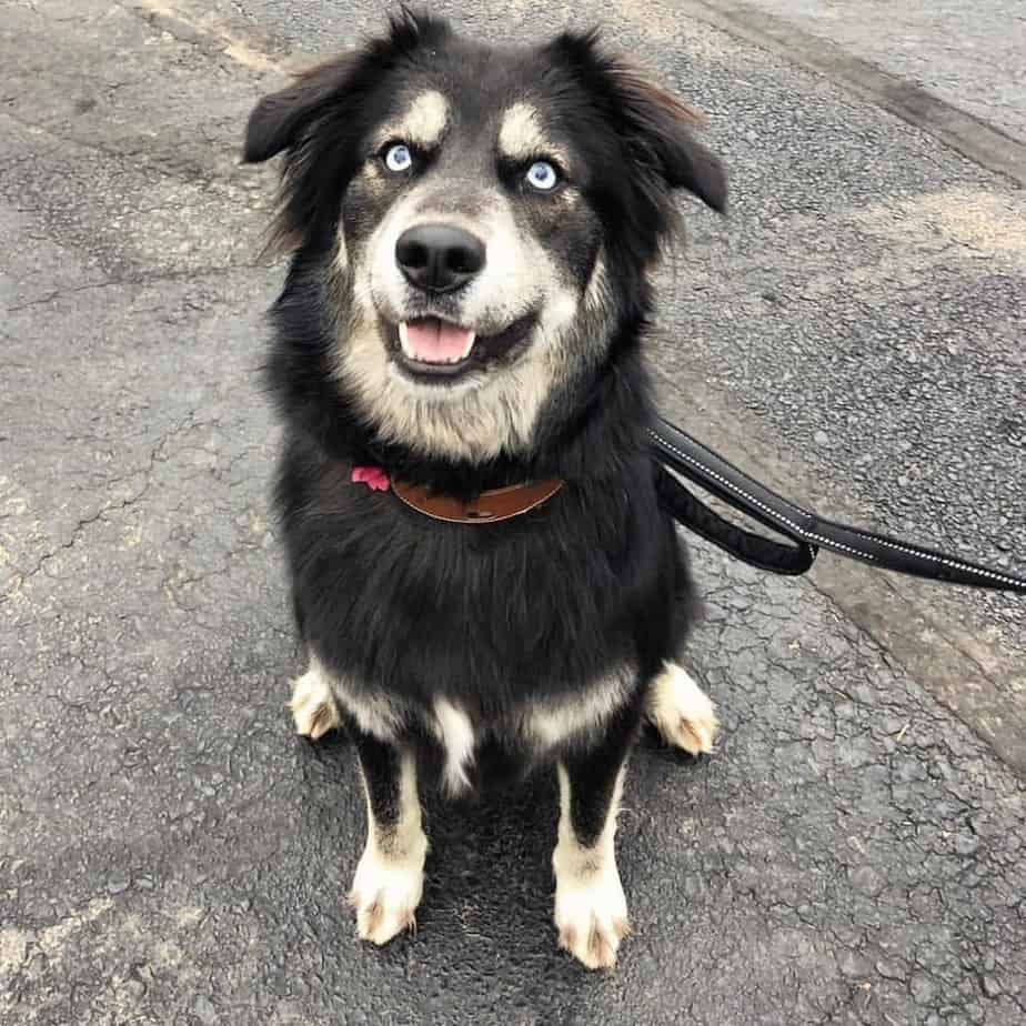 Golden retriever husky mix reviewed