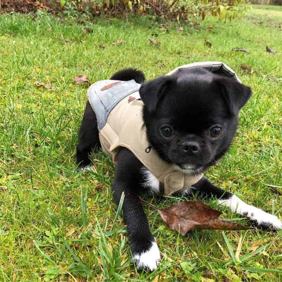 Pug crossed with pomeranian