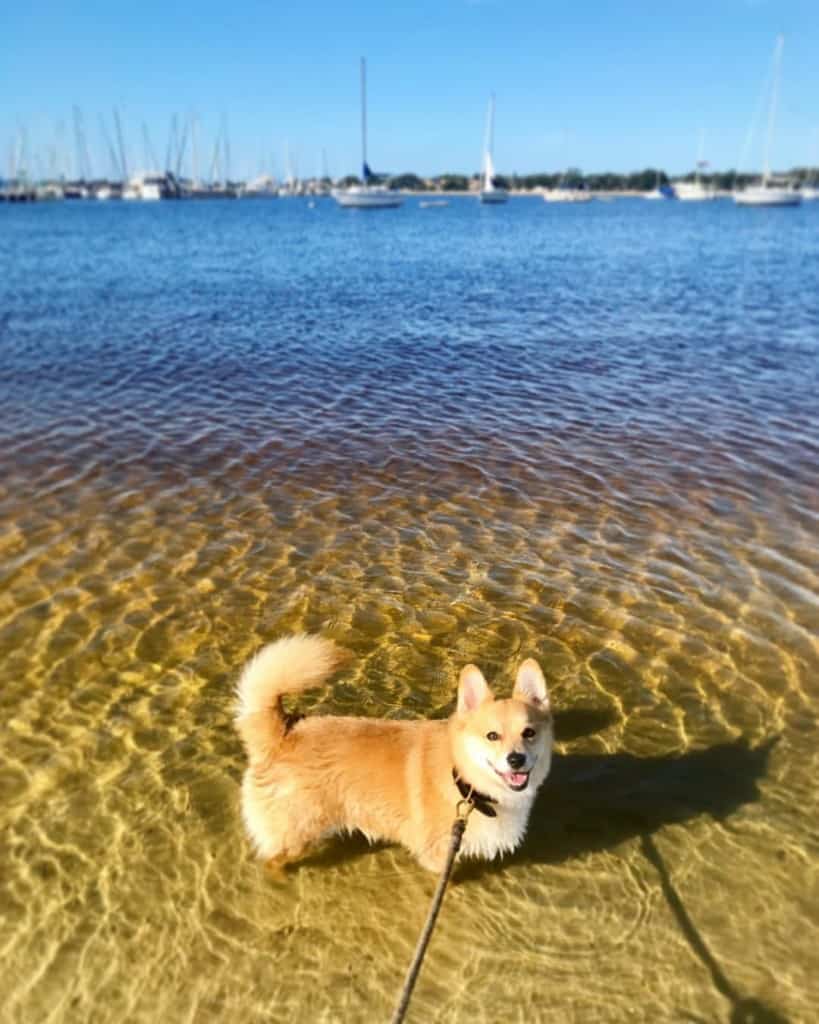 Pomeranian corgi mix facts