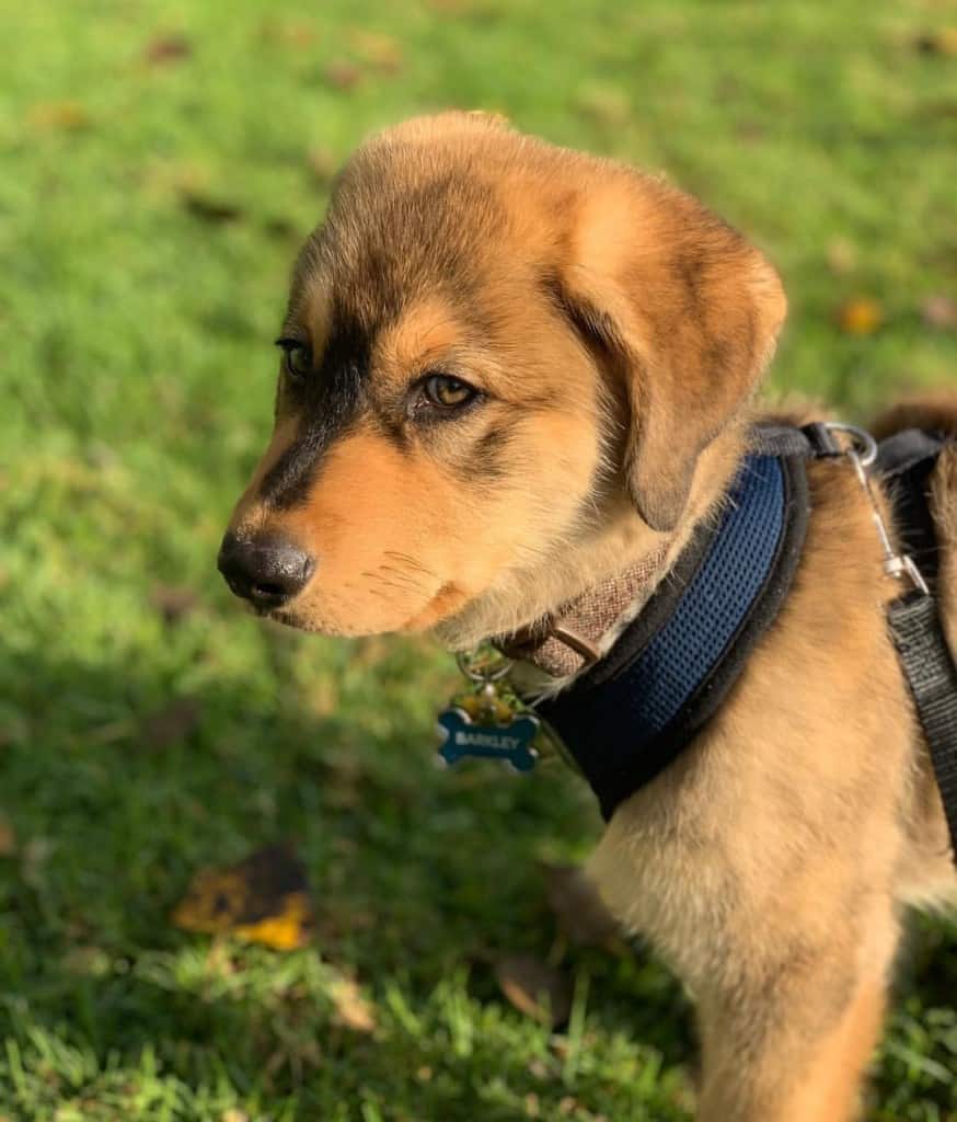 Golden retriever husky mix reviewed