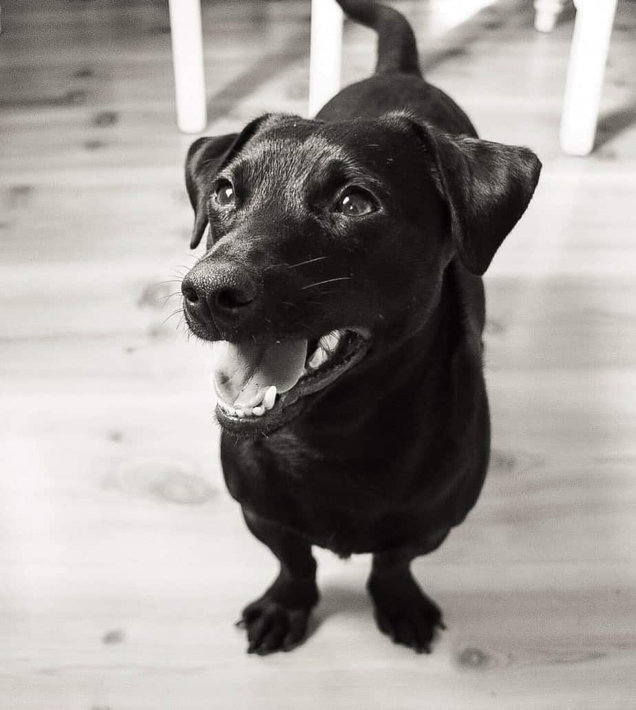 Dachshund lab mix facts