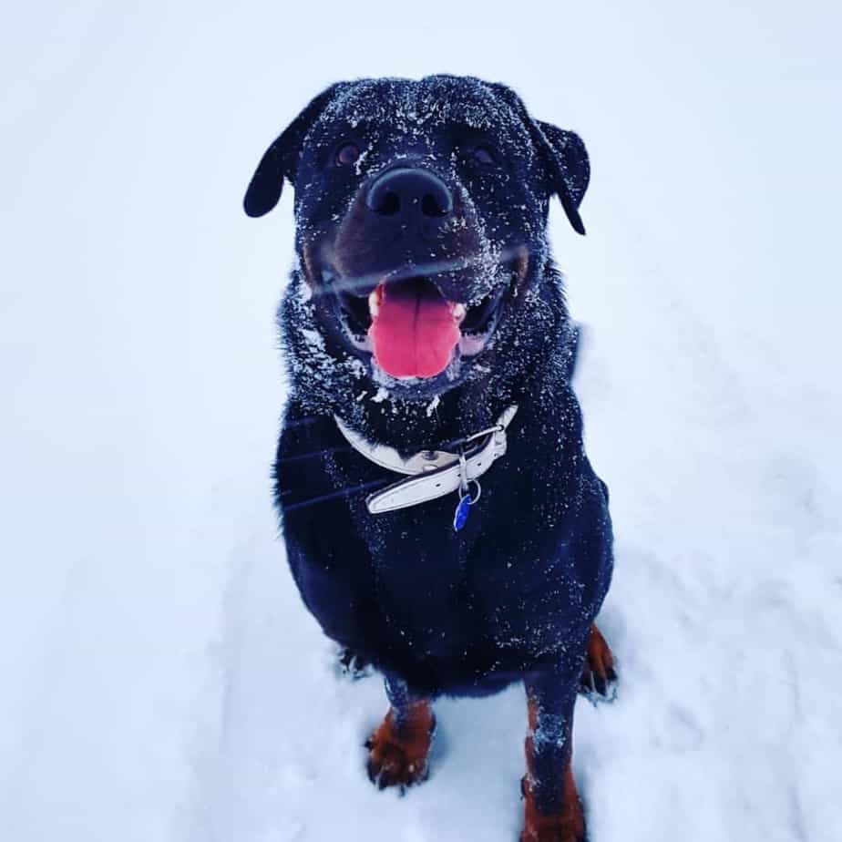 Rottweiler crossbred with german shepherd