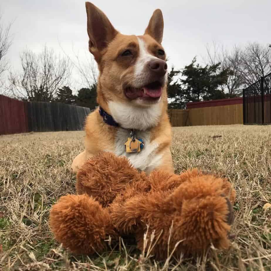 Terrier Corgi