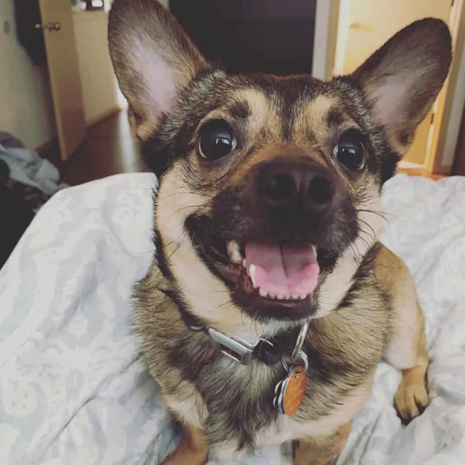 Terrier corgi mix