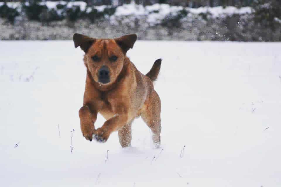 Rottweiler mixed with lab