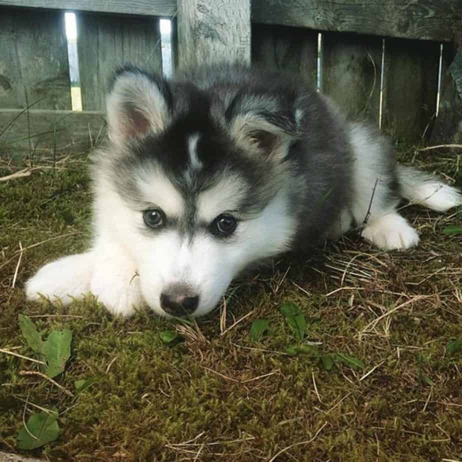 are alaskan husky good with kids