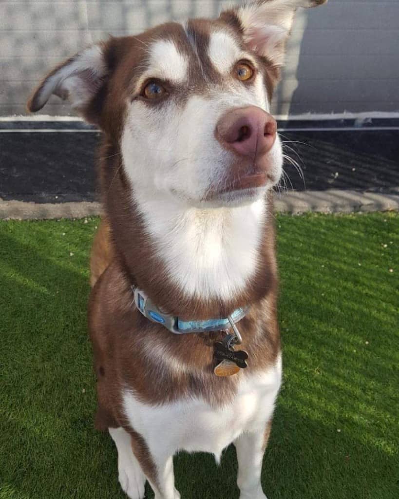 can you raise a lab and husky together