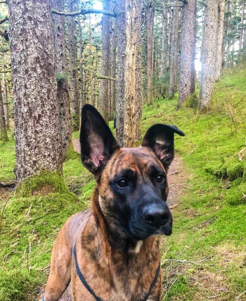 boxer german shepherd lab mix