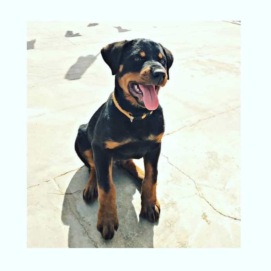 how much should a rottweiler pitbull mix weigh