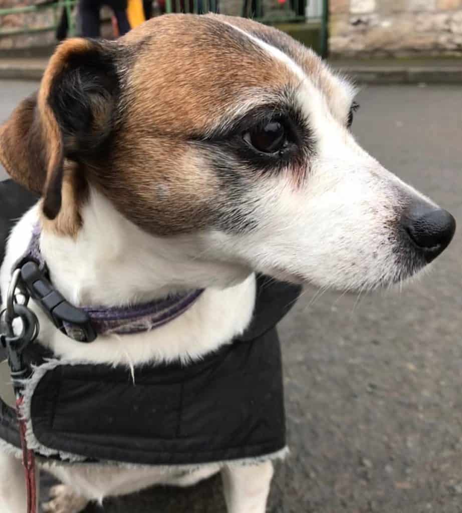 Terrier mixed with beagle