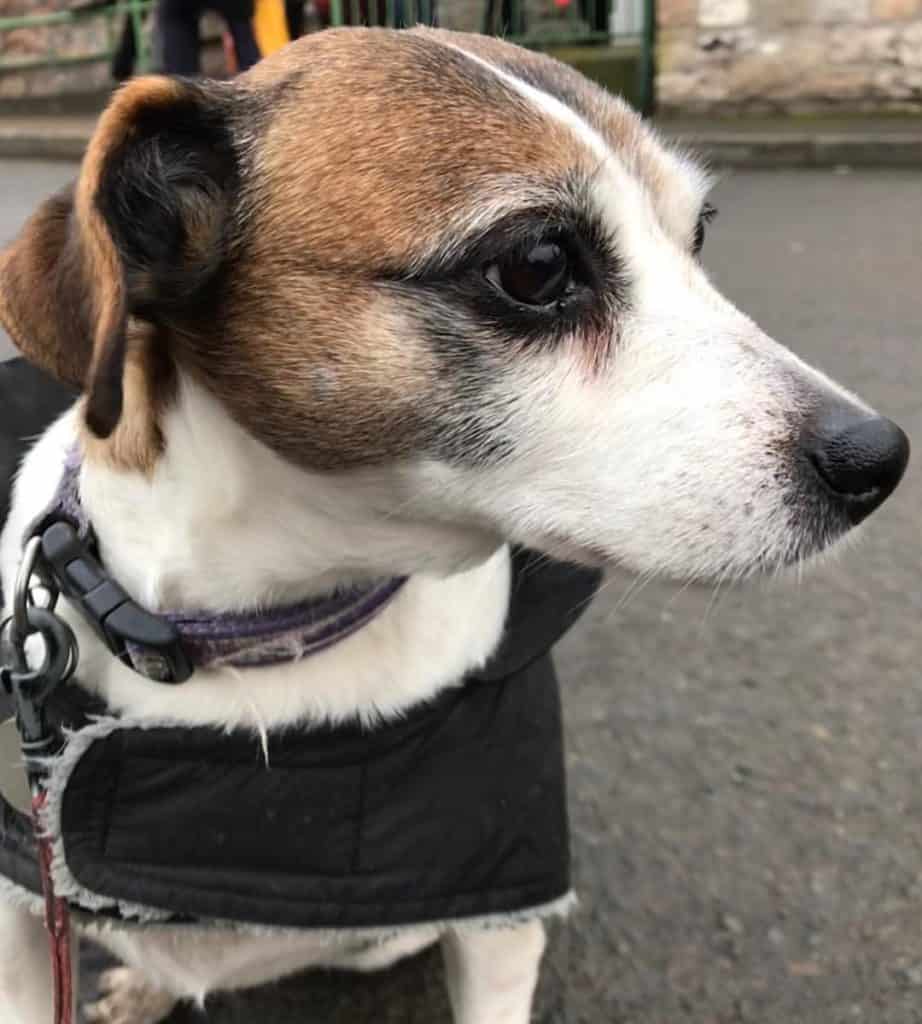 Terrier Mixed With Beagle