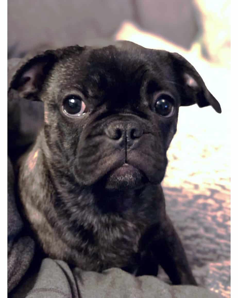 A combination of french bulldog and pug