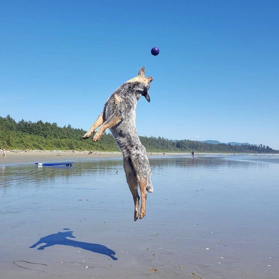 Blue heeler lab mix facts