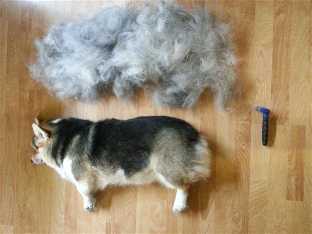 Top 10 Worst Shedding Dog Breeds To Own, Why Do Dogs Shed Their Coats In Winter