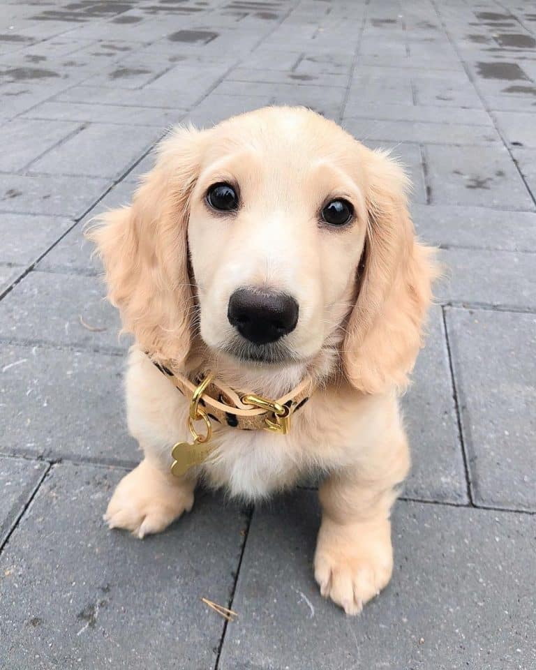 English cream dachshund: a posh english gentleman