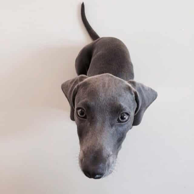 Weimaraner dachshund mix: the dazzling daimeraner