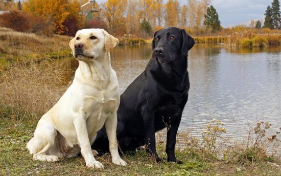 Top 10 dog breeds with the highest rate of cancer development