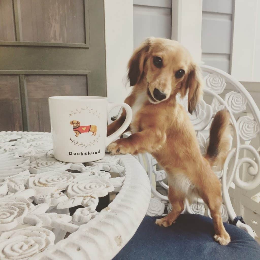 Teacup dachshund: are they your cup of tea?