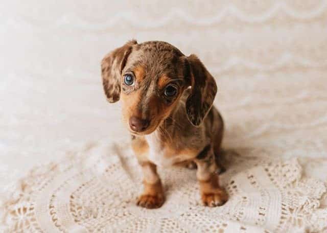 Dachshund potty training: tips and tricks for a stubborn dog