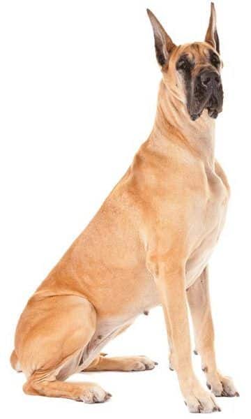 Dog breeds with the shortest deals life expectancy